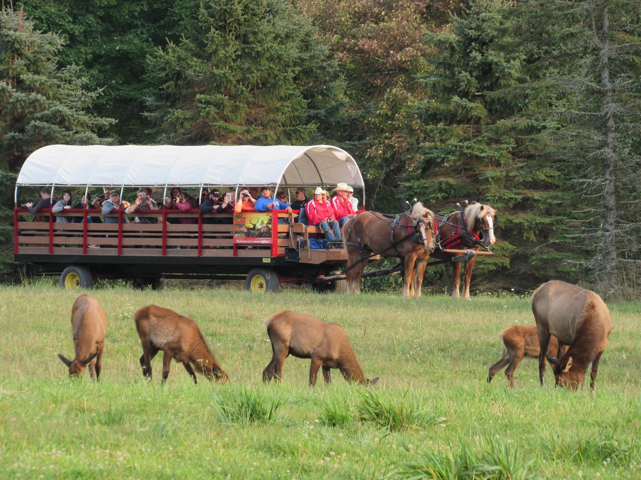 Elk Camel Ride Fall In Elk Country - Where & When