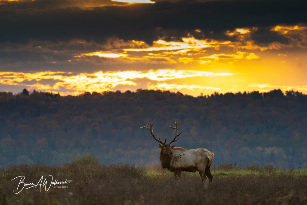 Elk in Clearfield County, PA