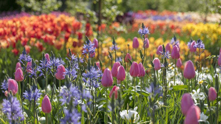 Longwood Gardens Presents - Spring Blooms