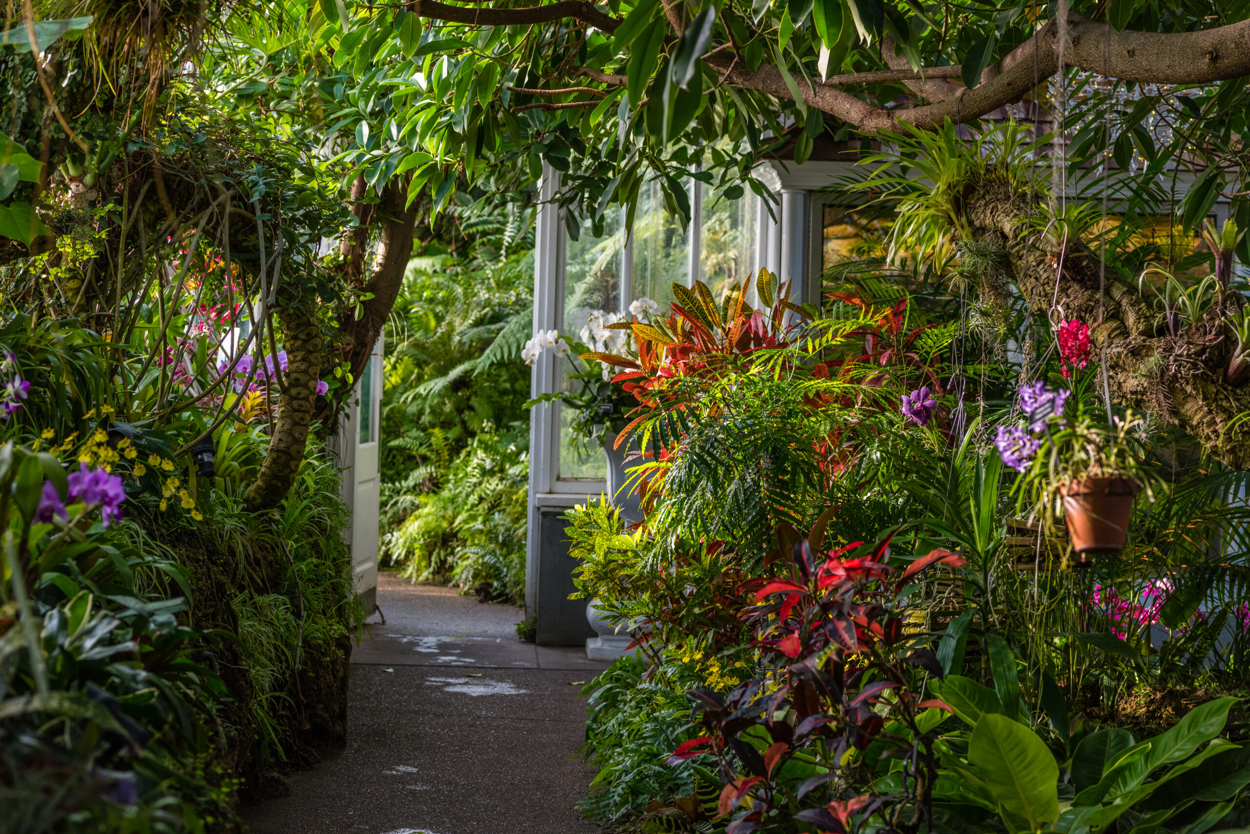 The Orchid Room at Phipps Conservatory & Botanical Gardens_CREDIT Paul g. Wiegman