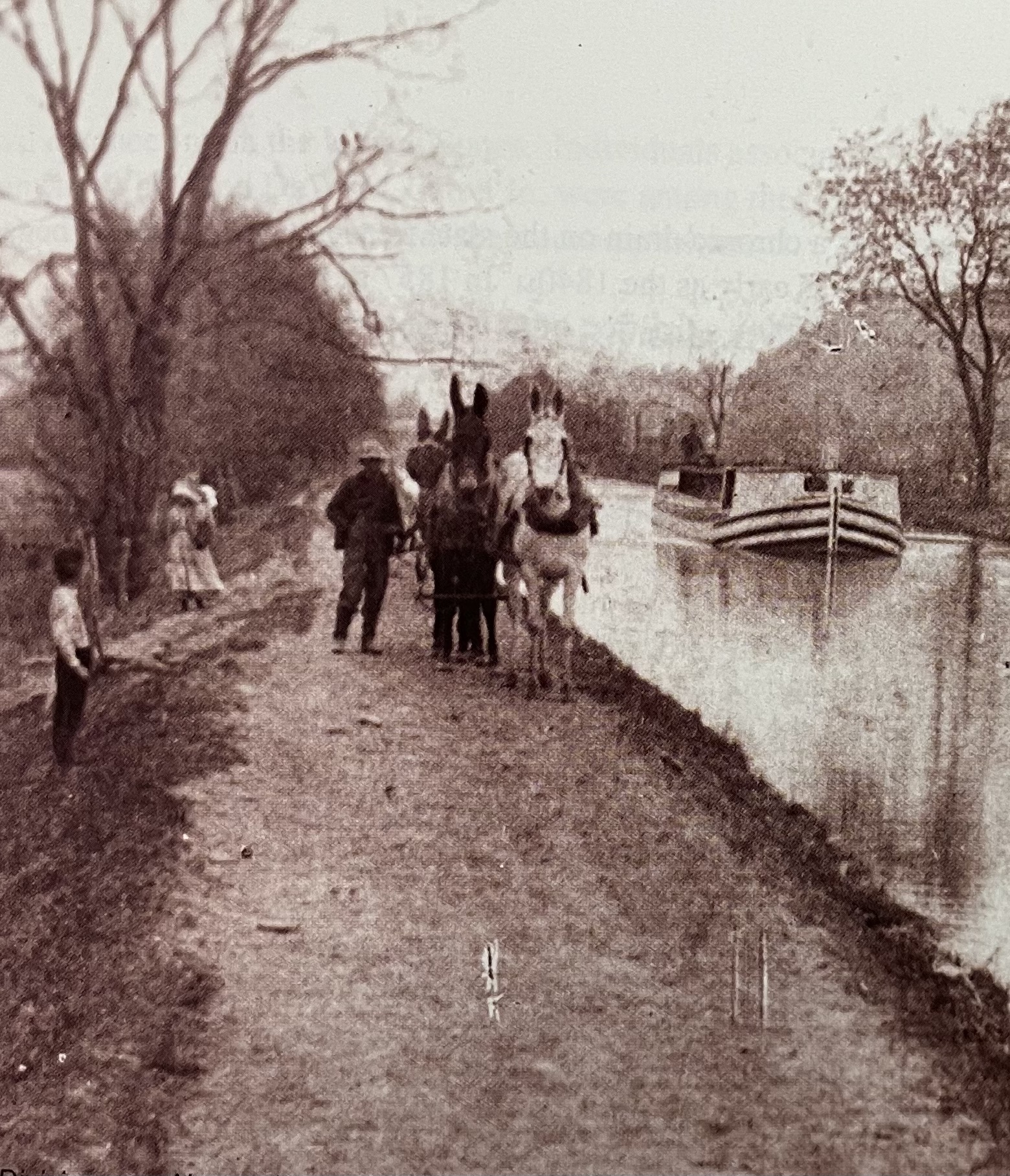Mules on the tow path pulling the canal boat.