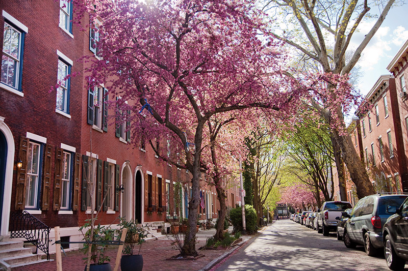 Cherry Blossoms in Philadelphia
