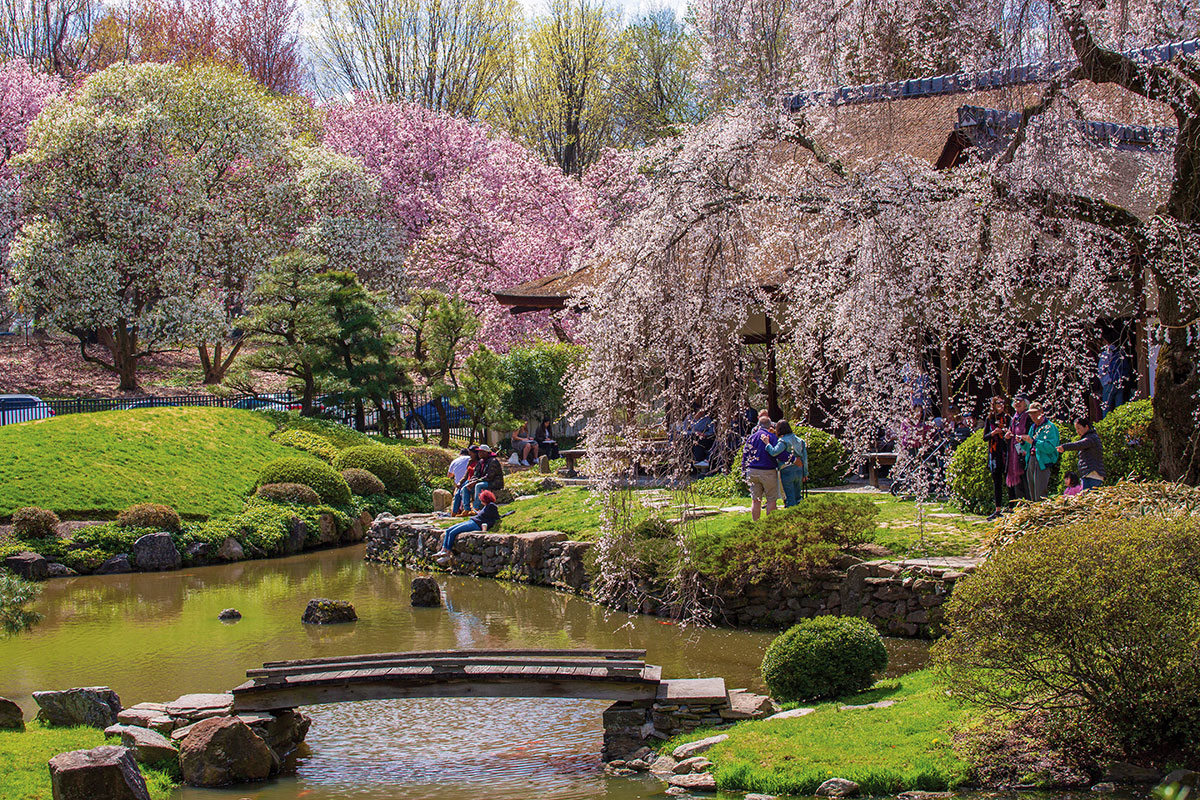 Shofuso Cherry Blossoms in Philadelphia