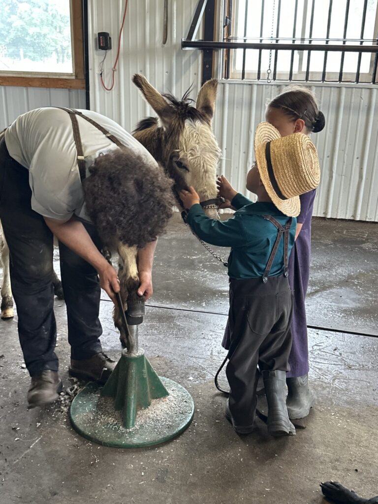 Homestead Days at Plain & Fancy Farm