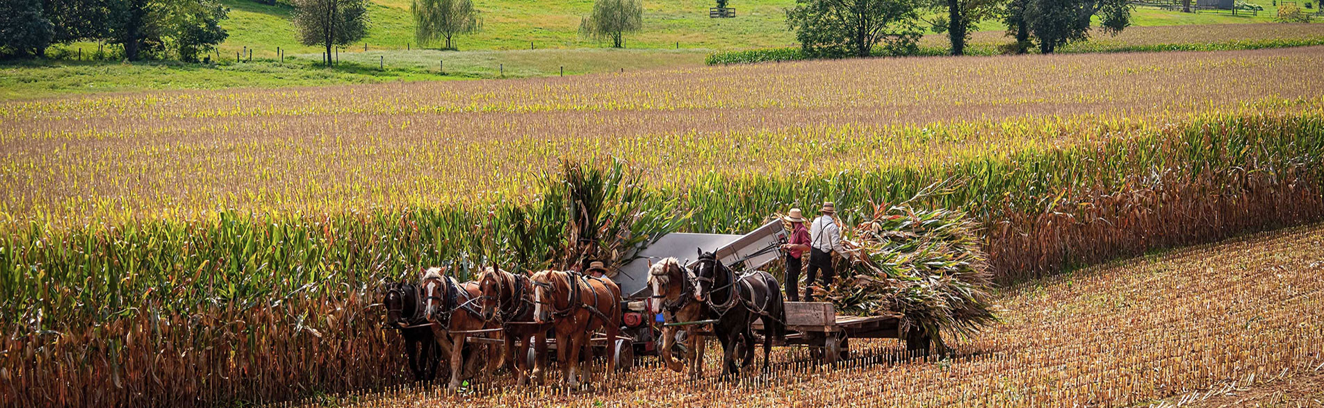 Amish harvesting corn