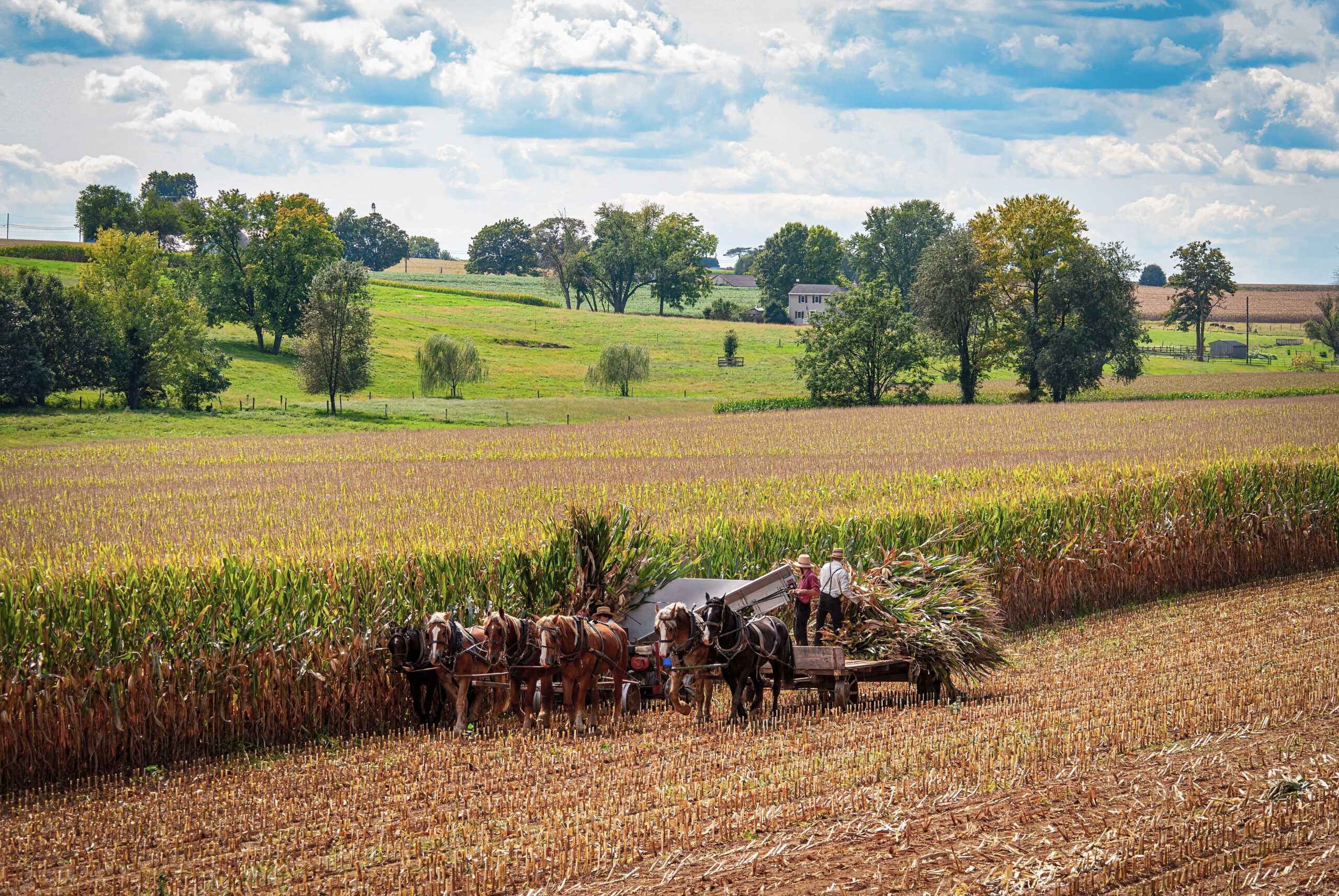 Harvesting in Lancaster County